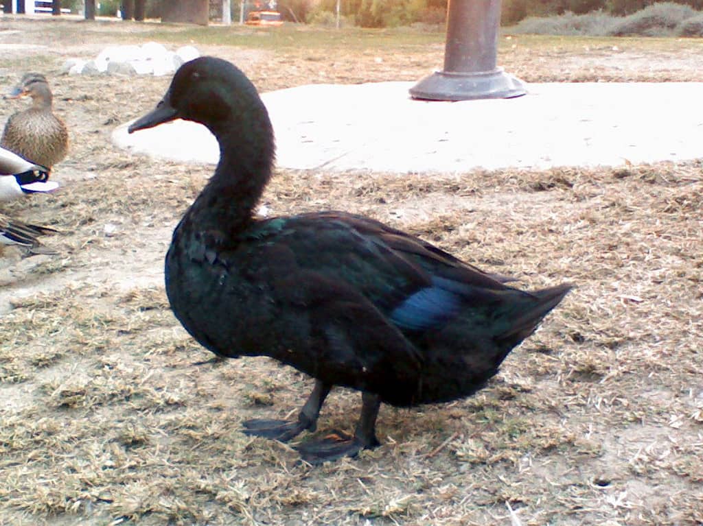 Ducklings and Wildlife