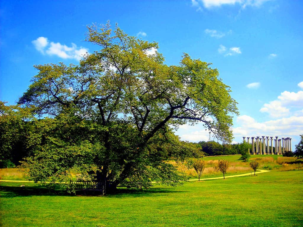 Arboretum's Specimen Trees