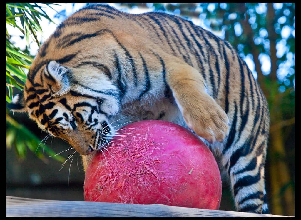 Majestic Big Cats
