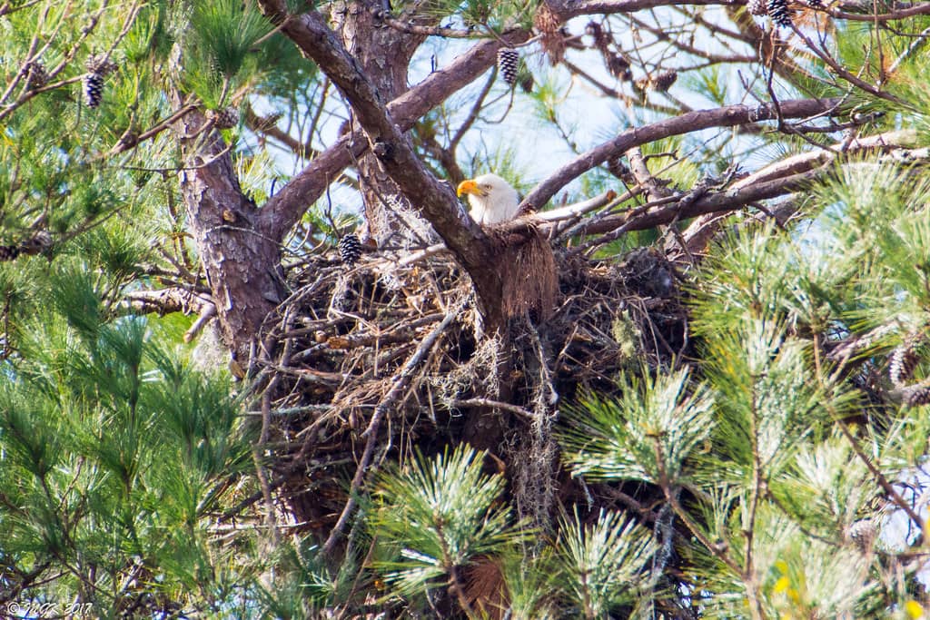 Bald Eagle Nesting