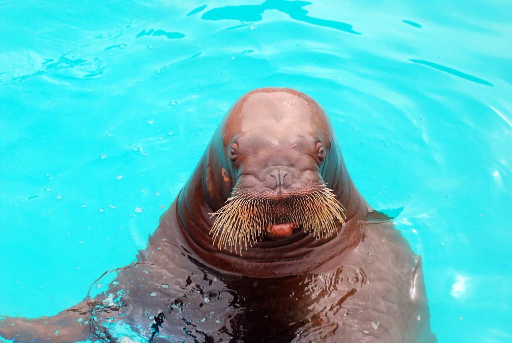 Marine Mammal Encounters