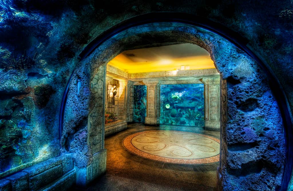 Jellyfish Exhibit