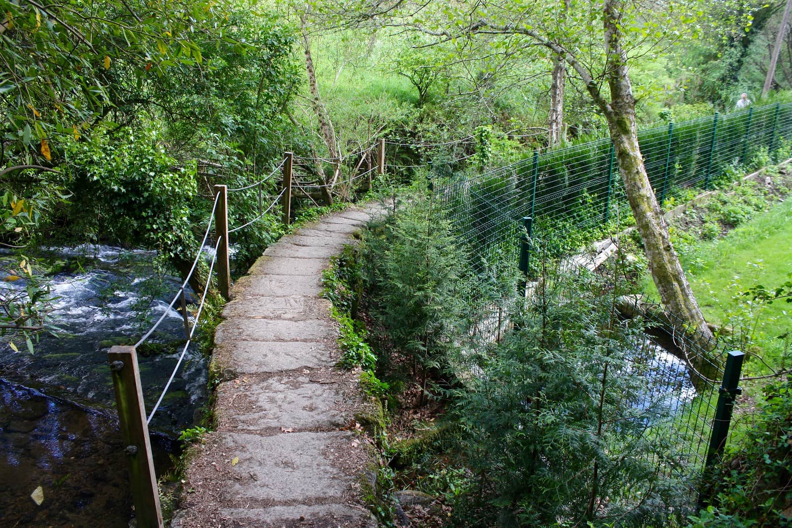 Riparian Vegetation