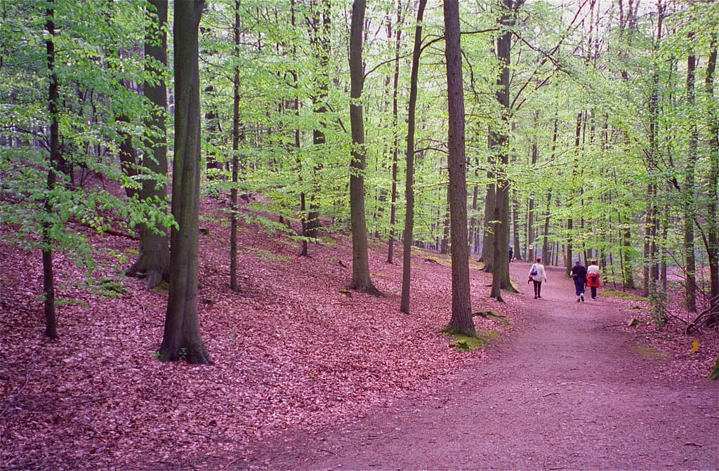 Tranquil Forest Trails