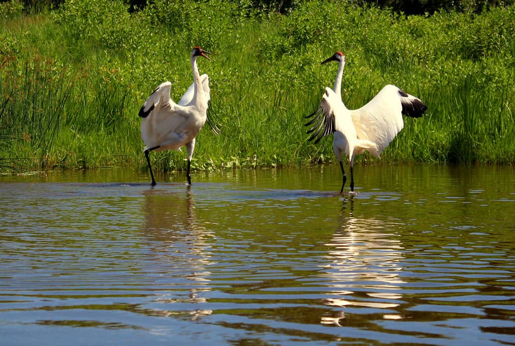 Crane Dance Displays