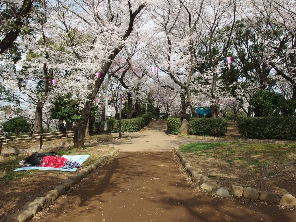 Cherry Blossom Viewing