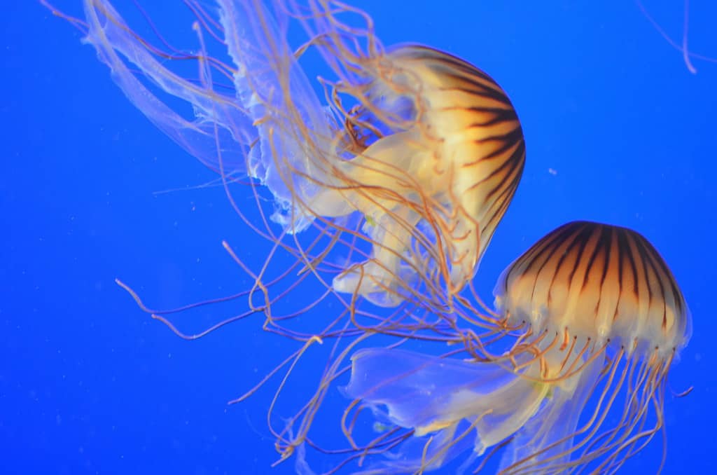 Mesmerizing Jellyfish