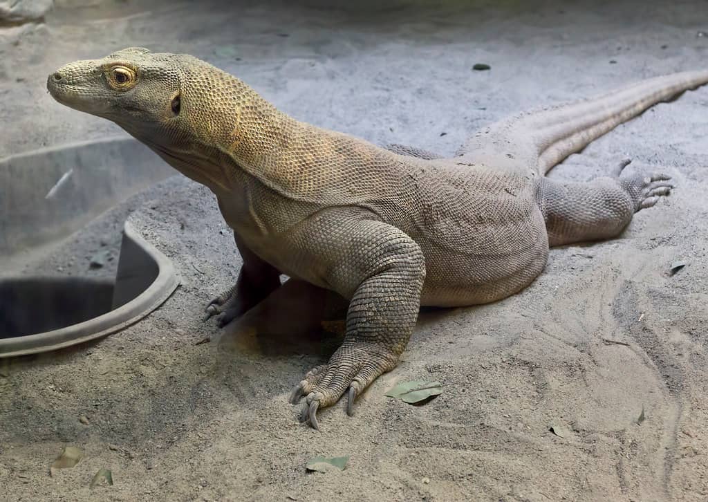 Reptile Exhibits