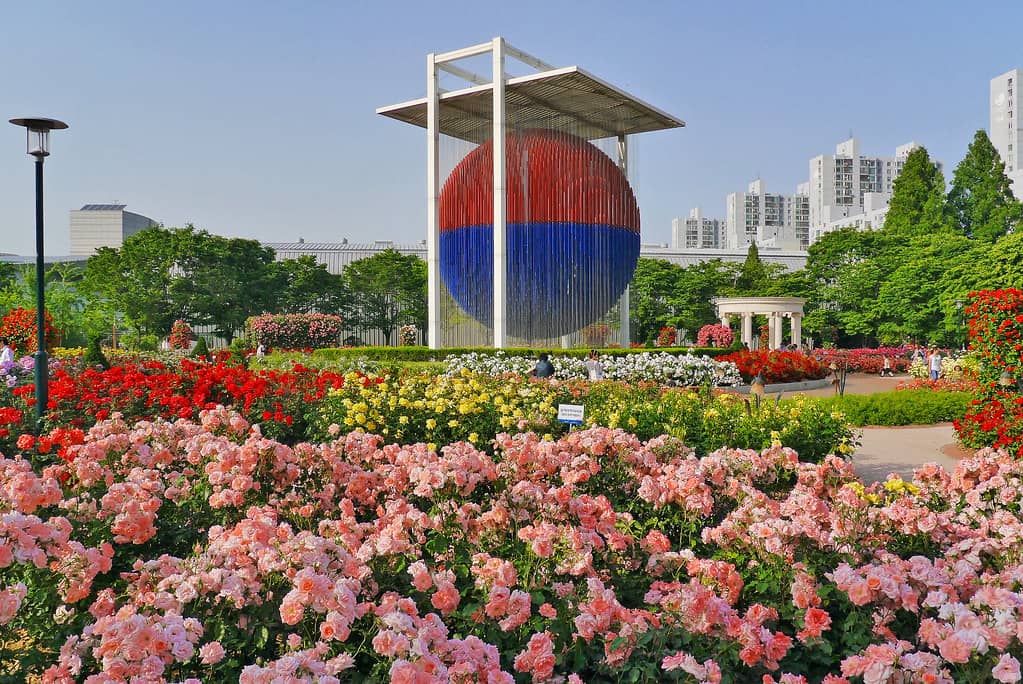 Rose Garden & Cosmos Fields