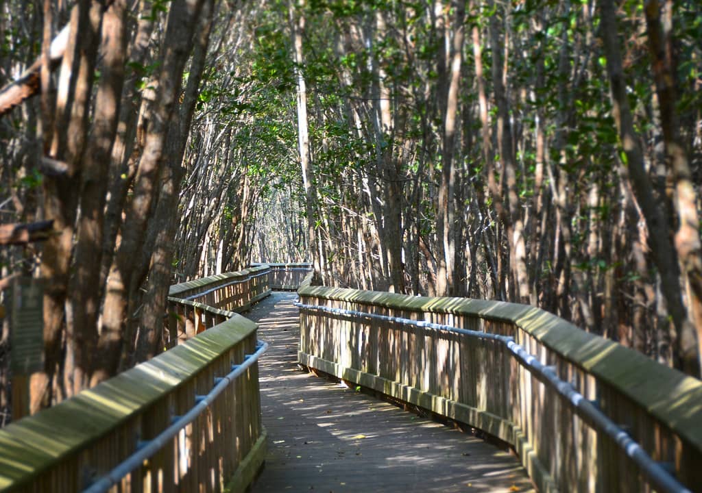 Mangrove Nature Trails