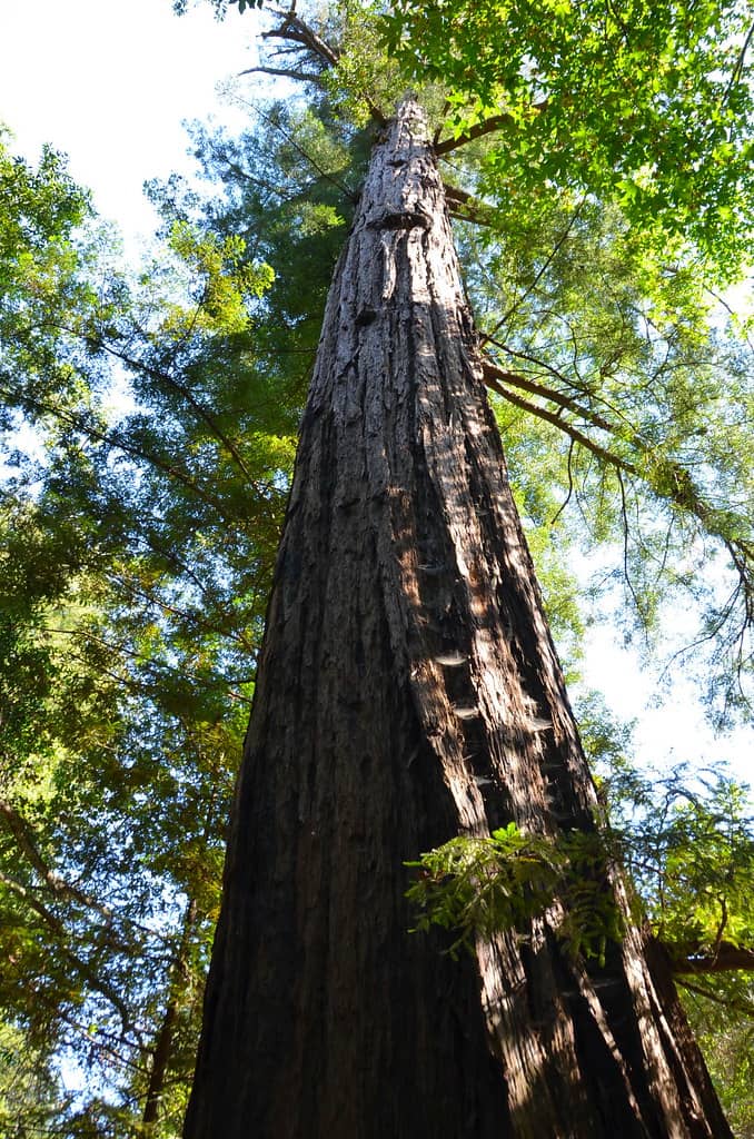 Redwood Forest Immersion