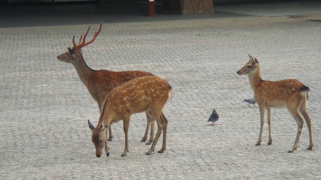 Temple Grounds & Nara Park