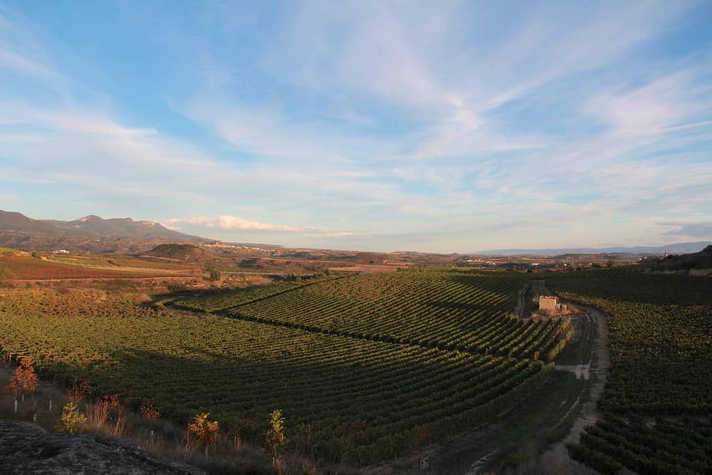 Vineyard Vistas