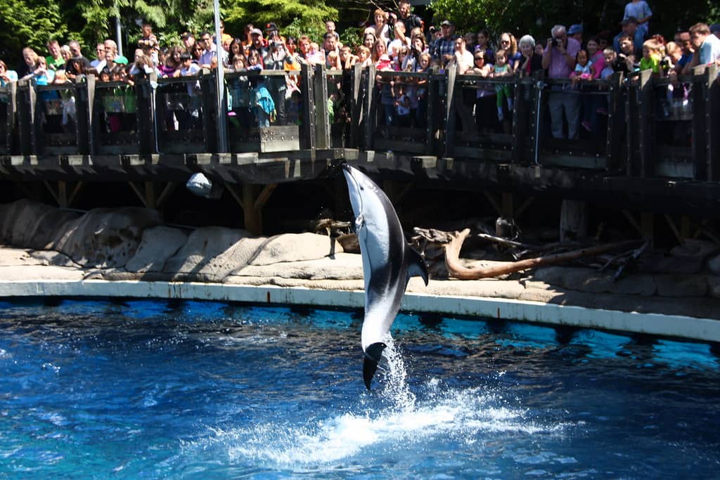 Rescued Marine Mammals