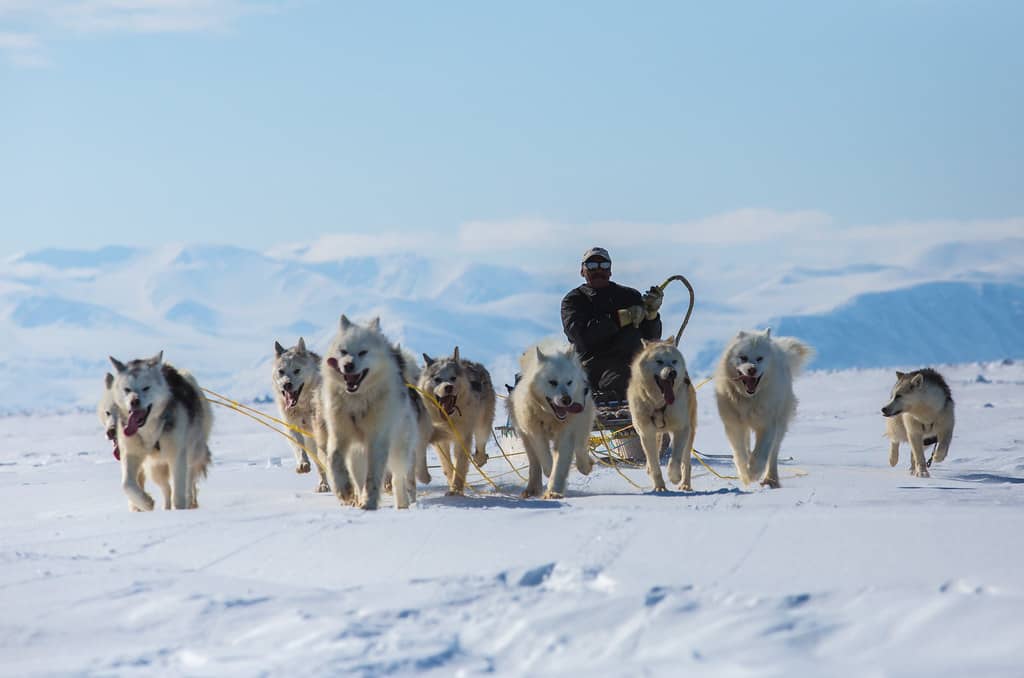 Husky Sled Dogs