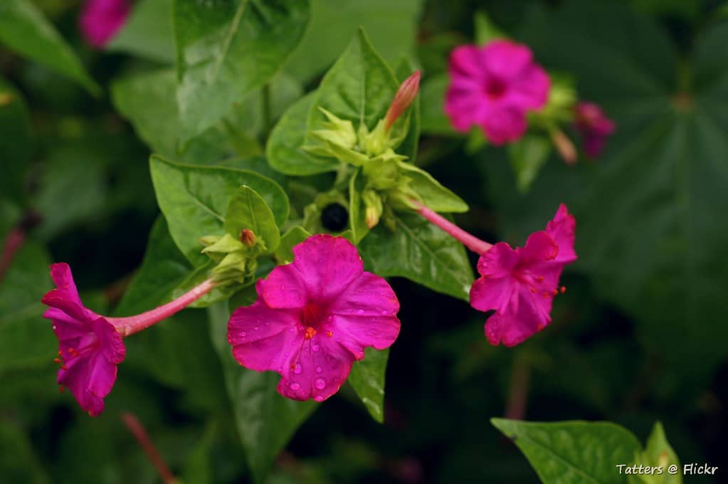 Seasonal Floral Displays