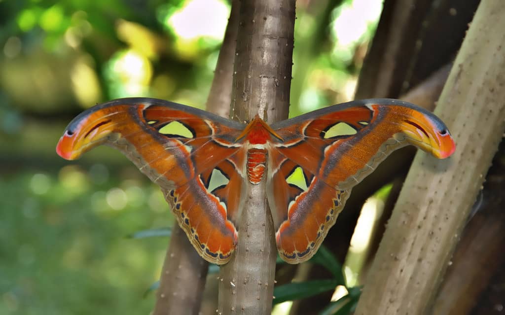 Butterflies in the Garden