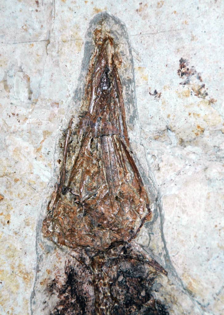 Ancient Life Exhibits