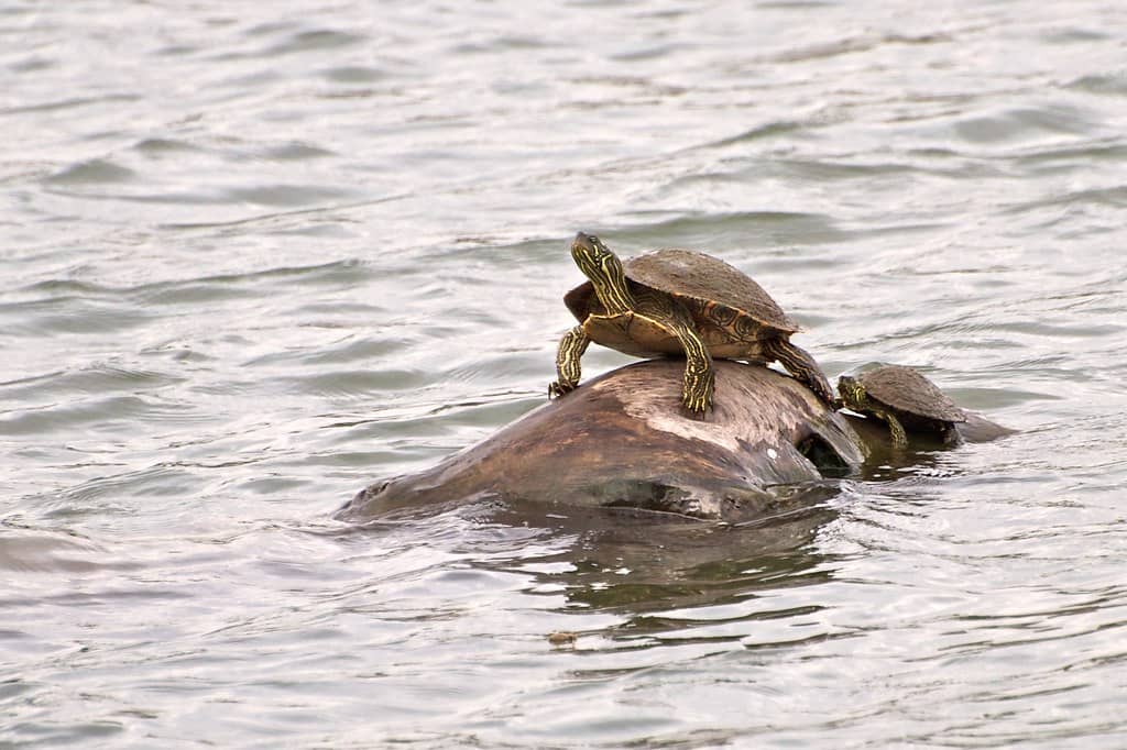 Wildlife Spotting