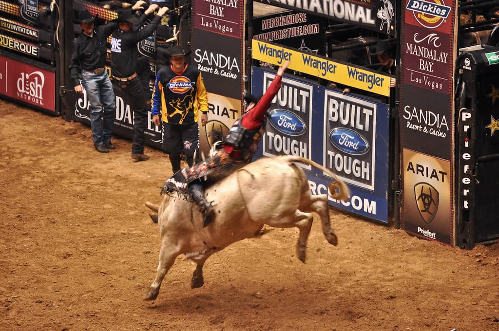 PBR Bull Riding