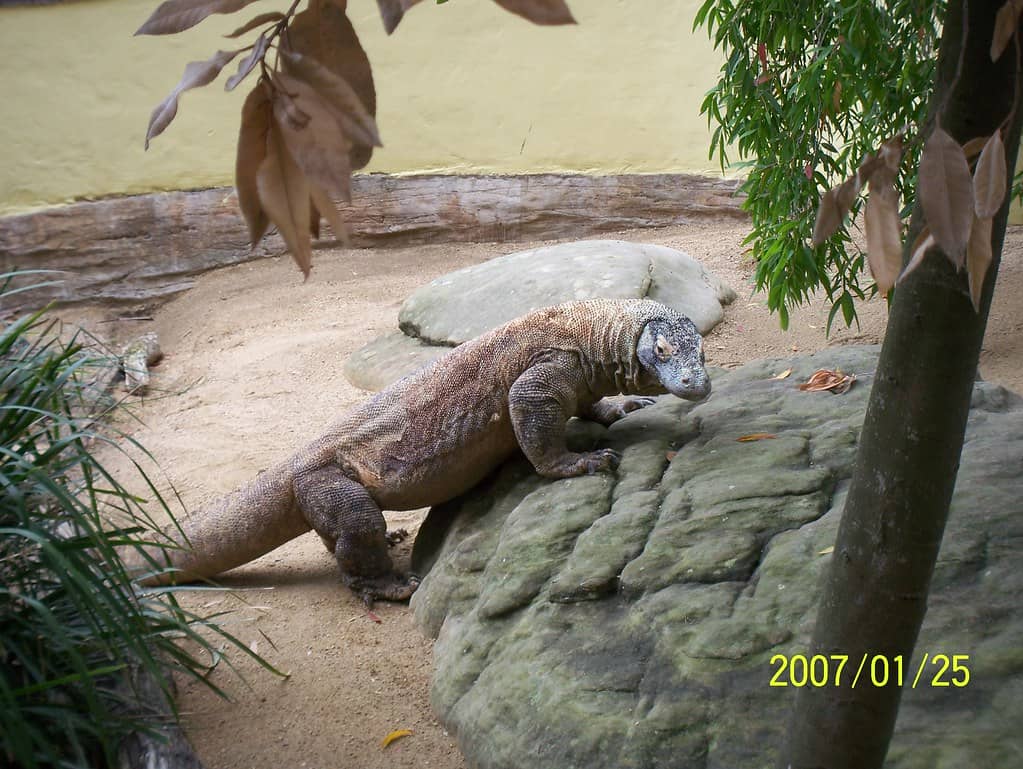 Reptile Exhibits