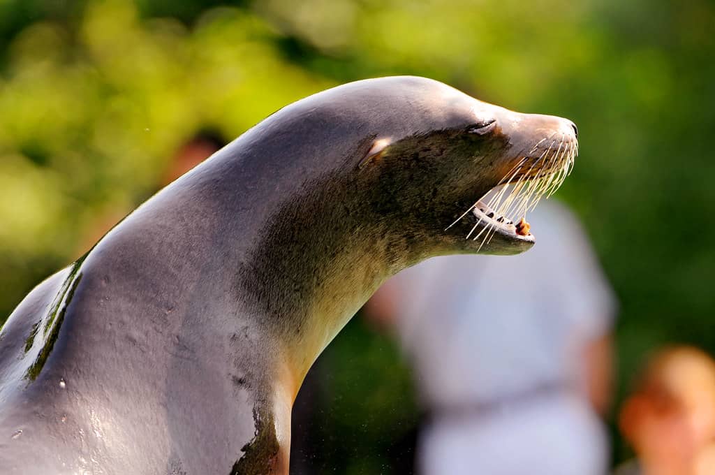 Sea Lion Show
