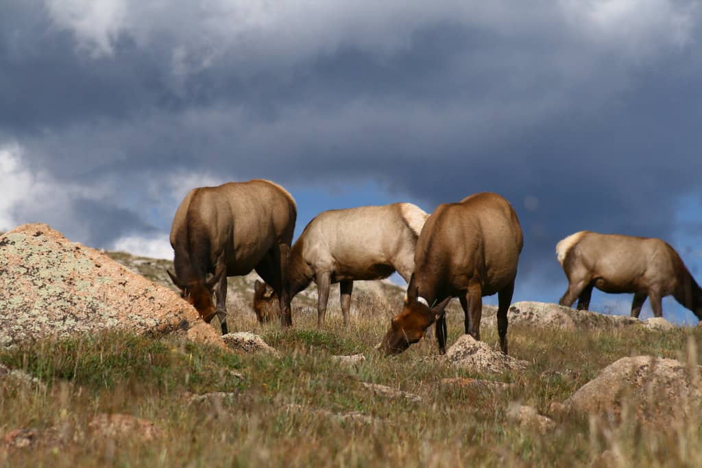 Wildlife Viewing