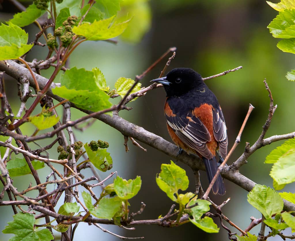 Birding Hotspot