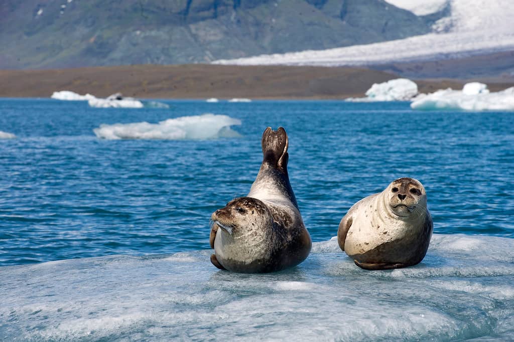 Seal Spotting