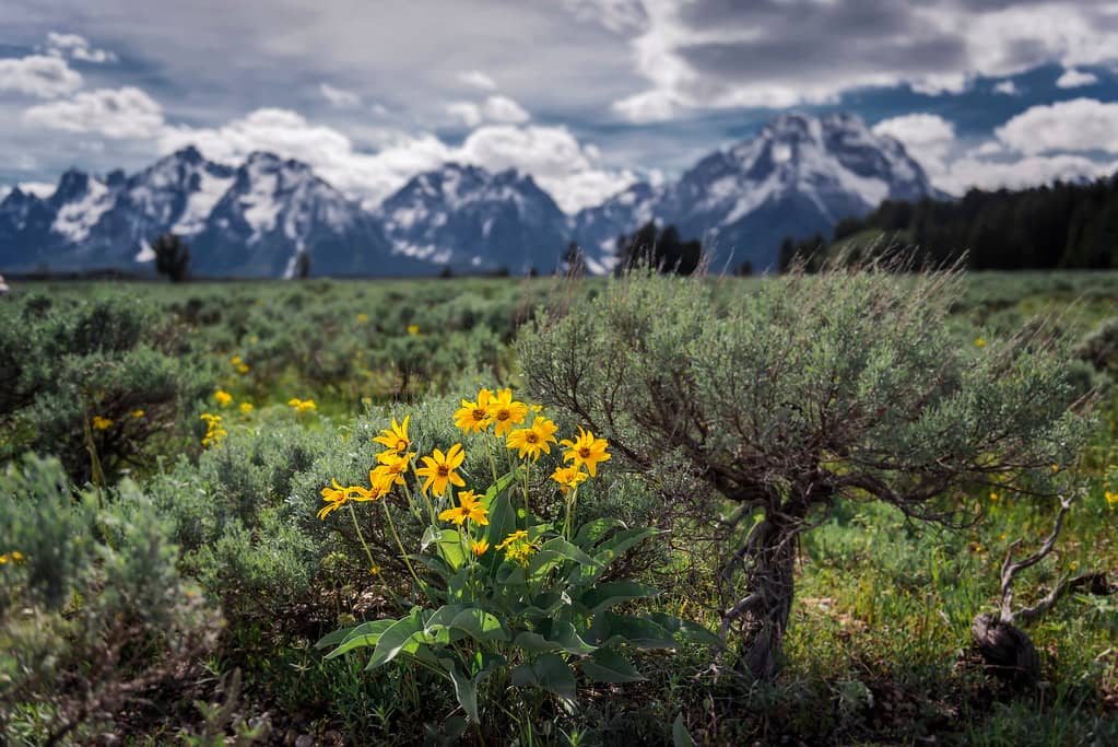 Wildflower Hikes