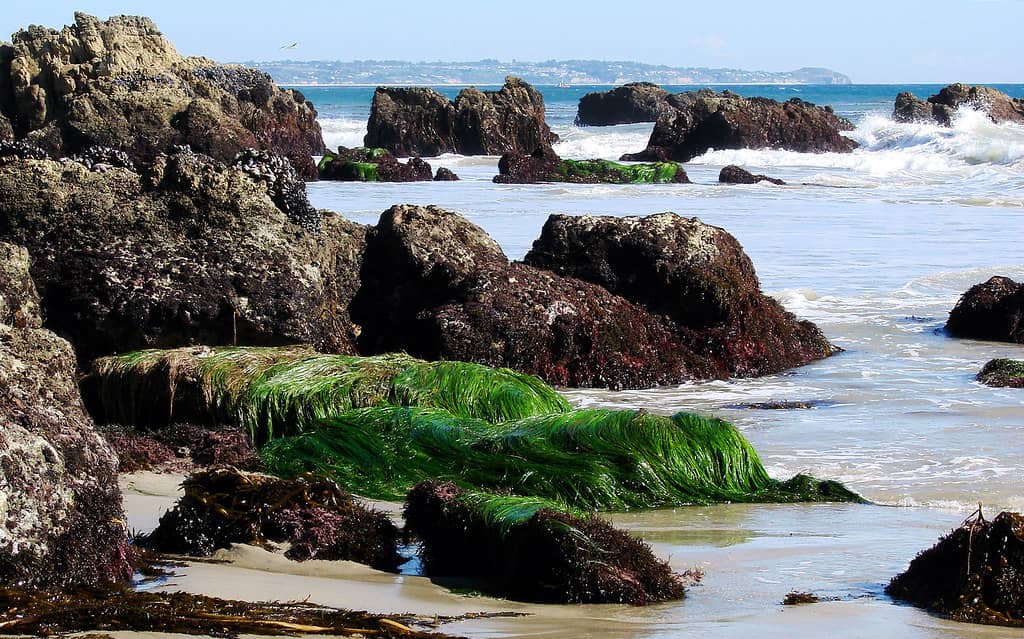 Tide Pooling Adventures