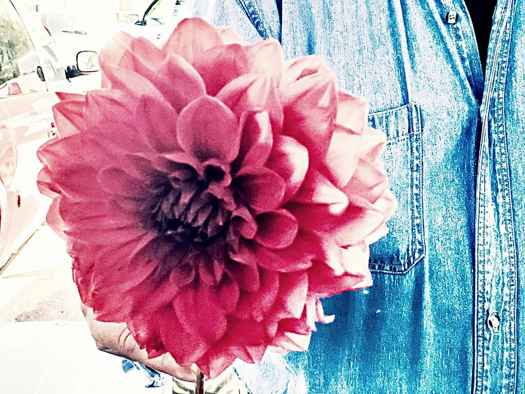 Seasonal Flowers