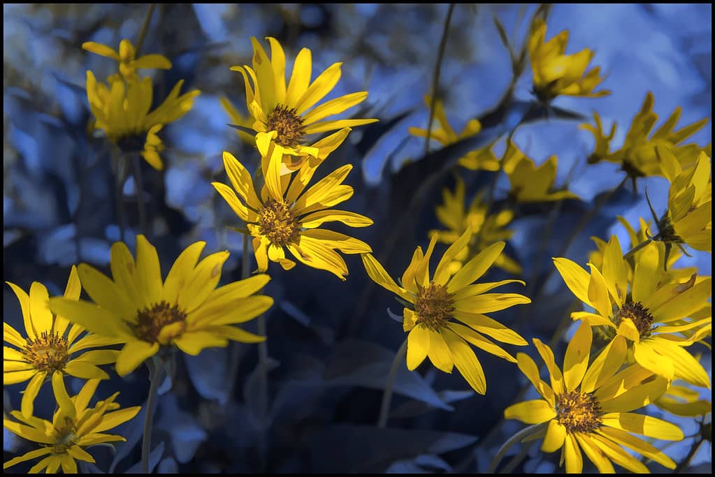 Wildflower Displays