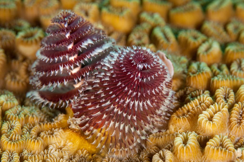 Vibrant Coral Reefs
