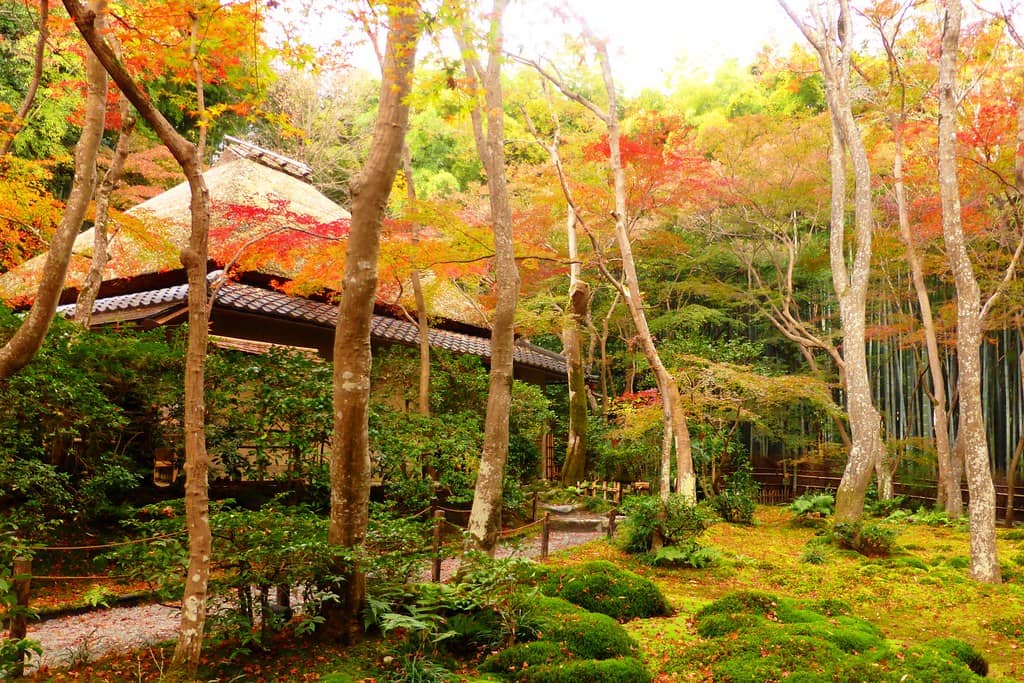 Bamboo Grove Serenity