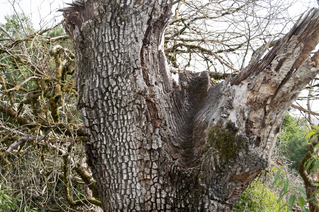 Oak Woodland Trails