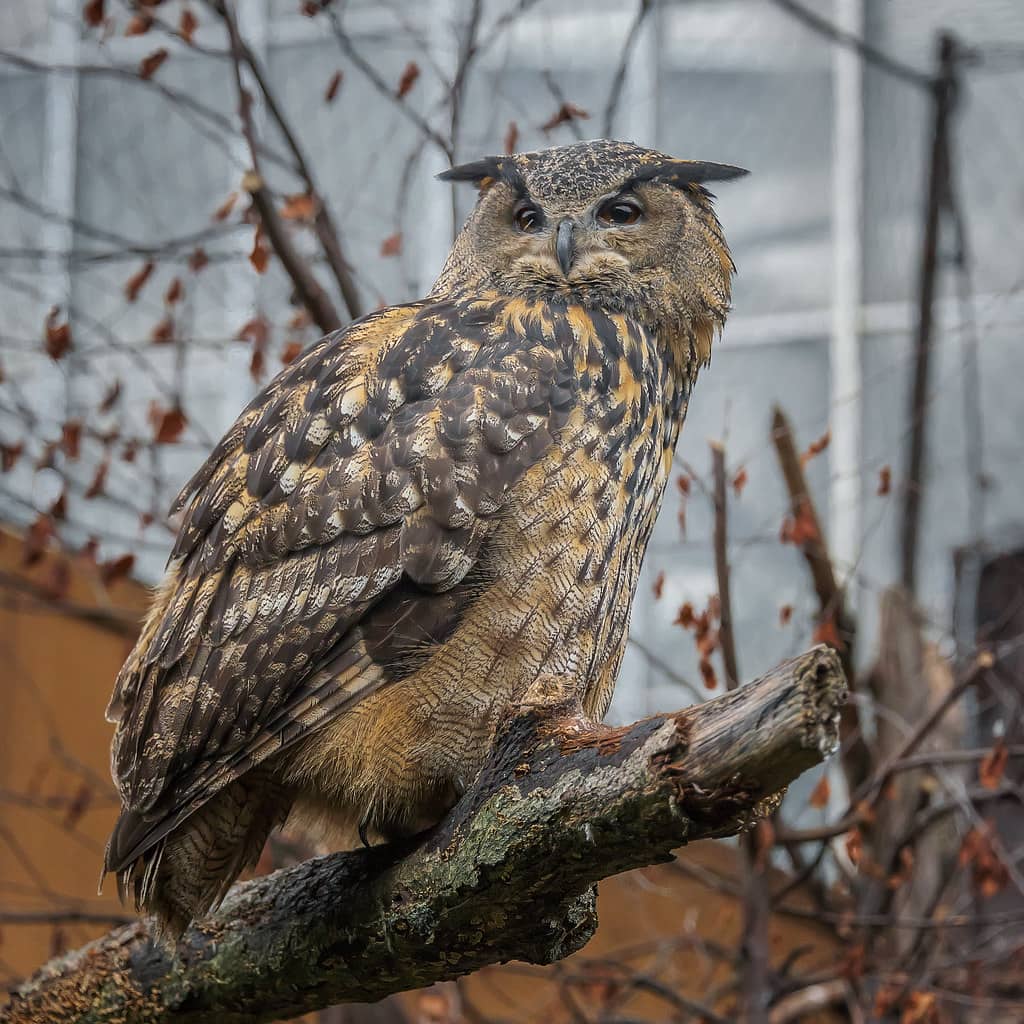 Birds of Prey Show