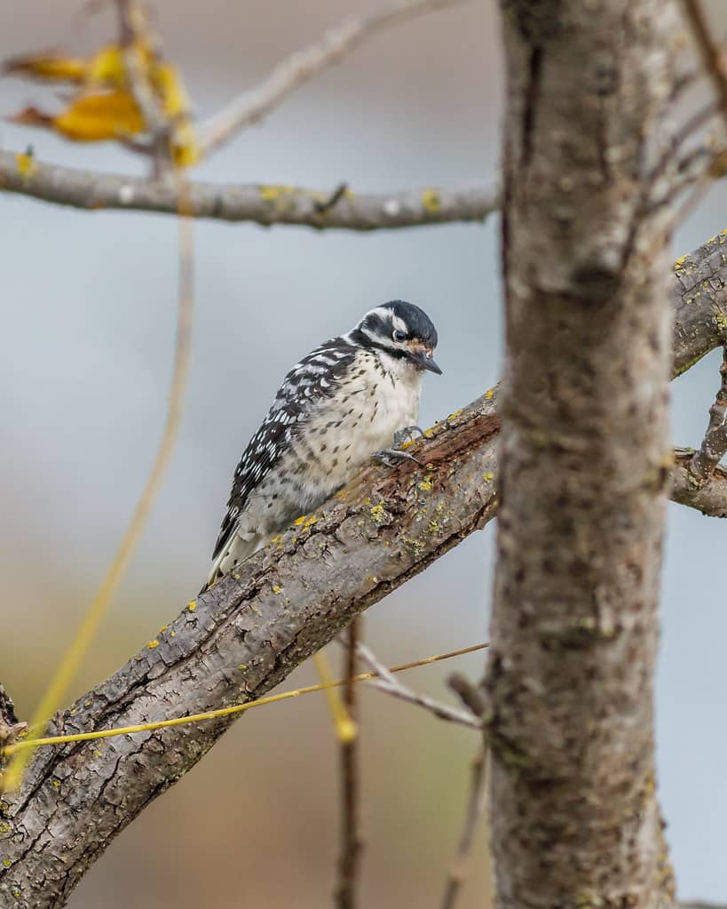Wildlife Spotting