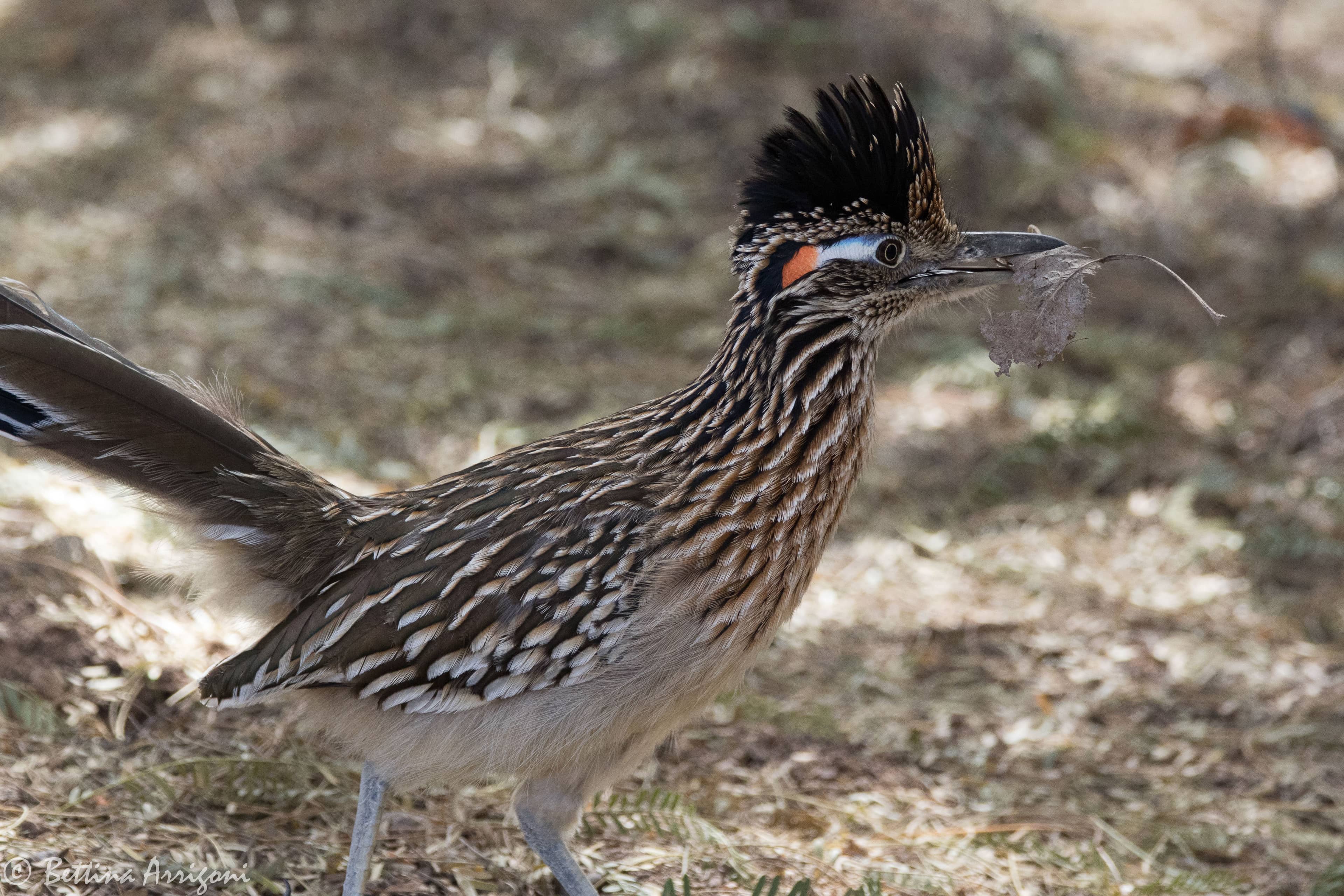 Roadrunner Encounters