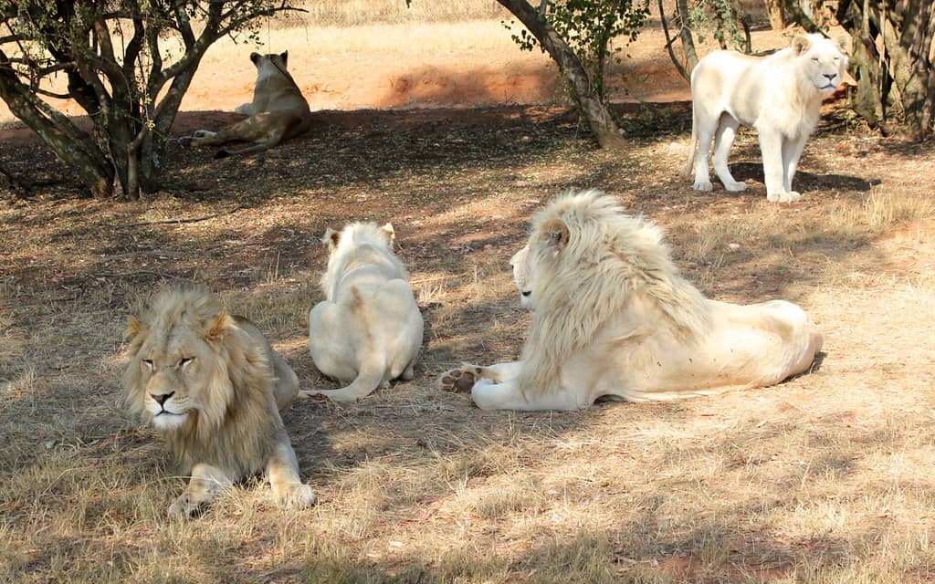 White Lion Breeding Program