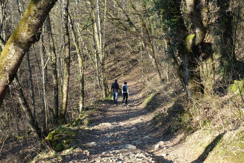 Woodland Paths