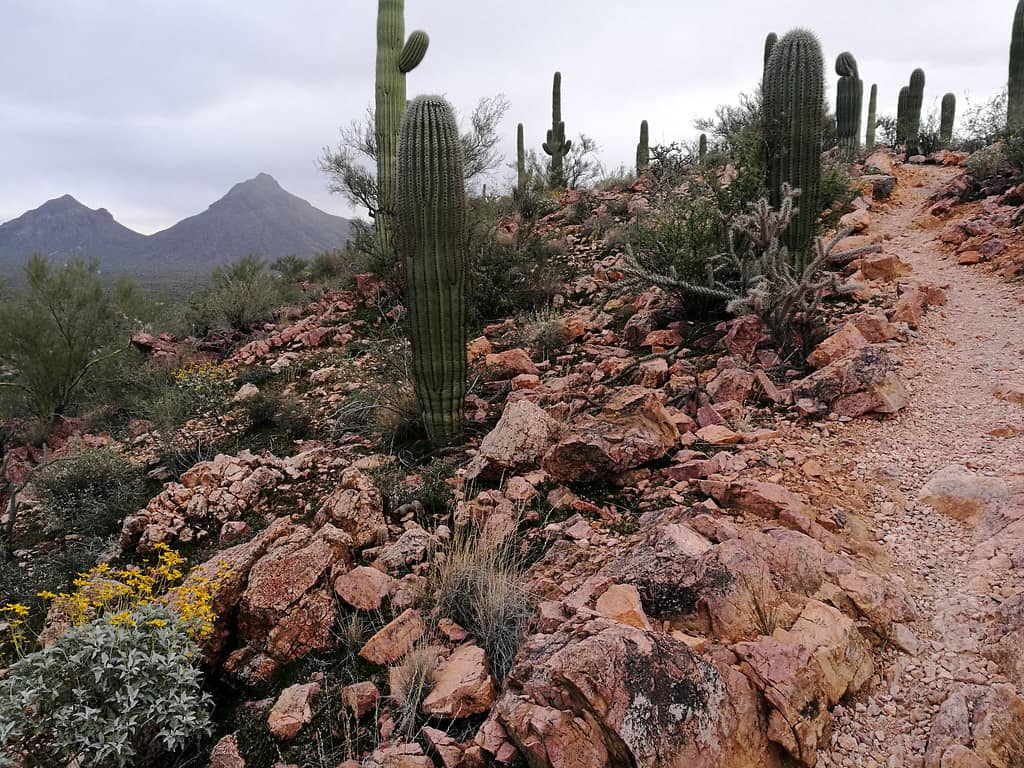 Brown Mountain Trail