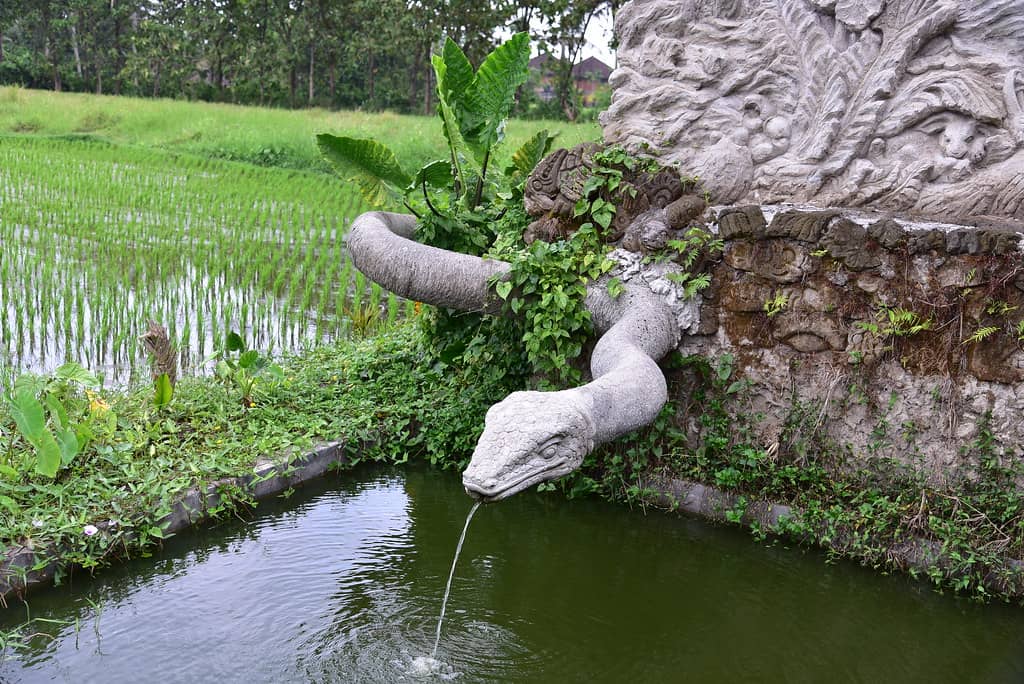 Lush Jungle Trails