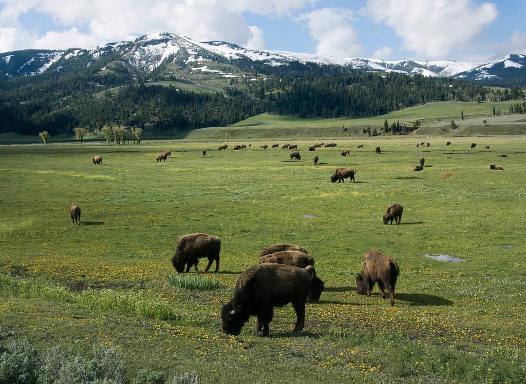 Wildlife Viewing