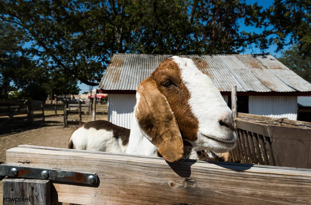 Farm Animals