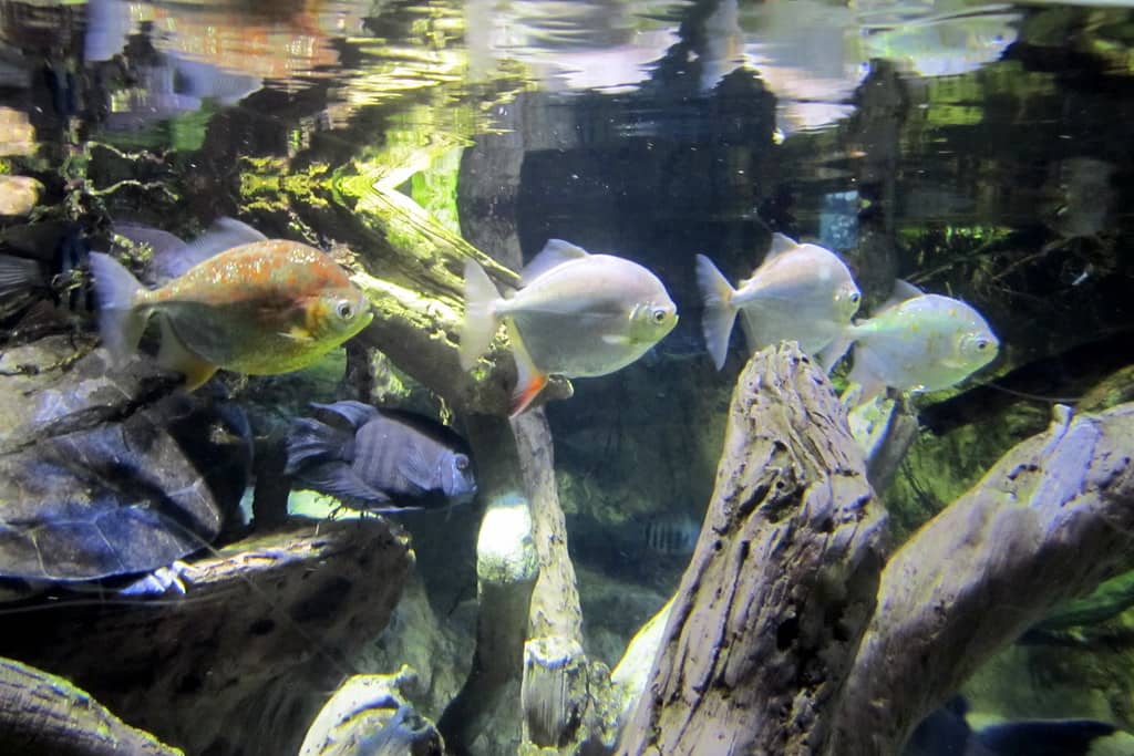 Rainforest Exhibit