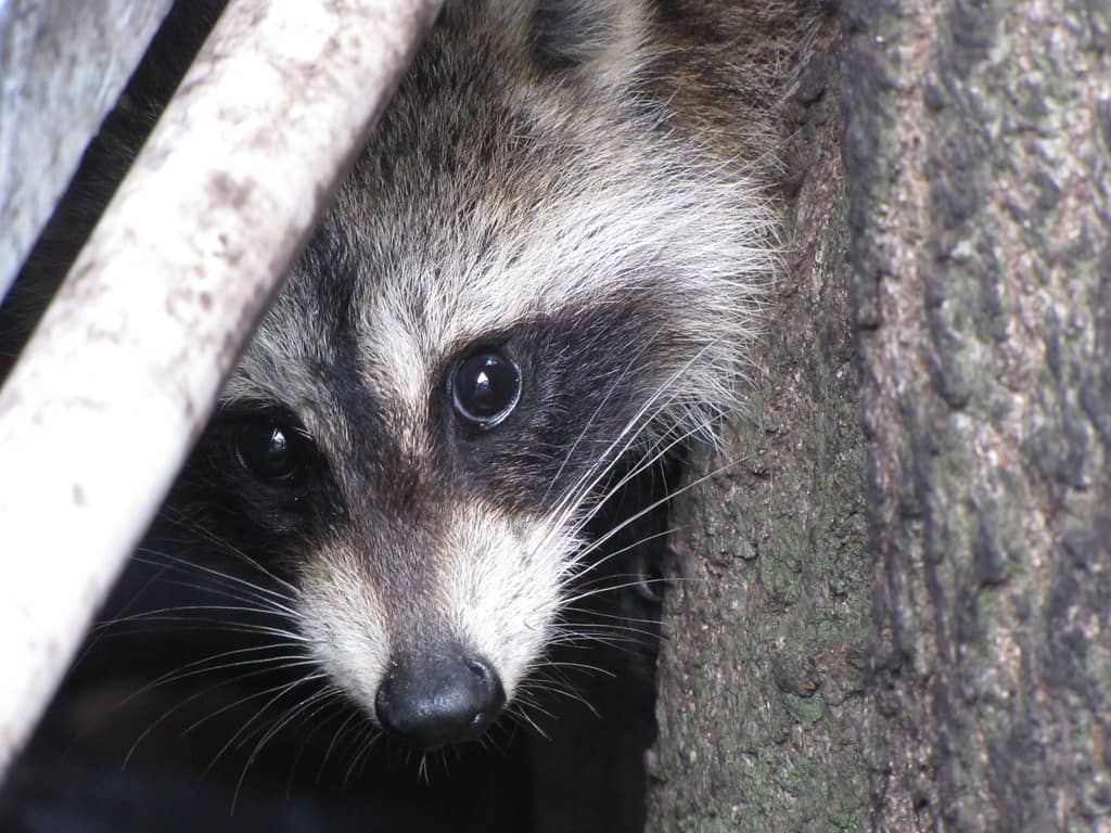 Wildlife Encounters