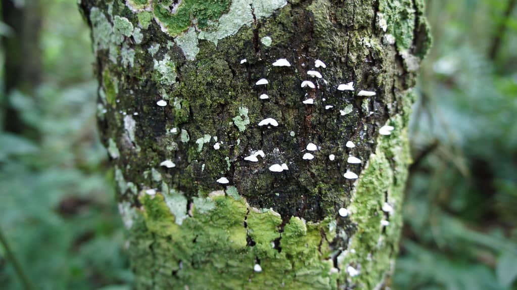 Tranquil Nature Walk