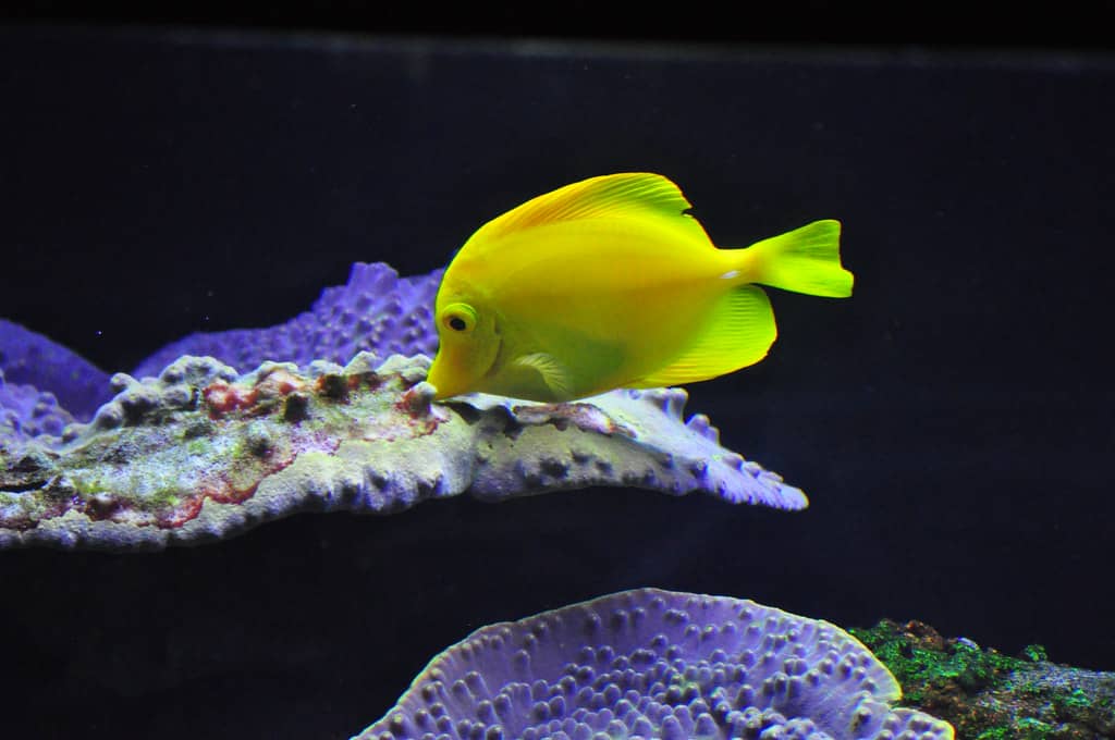 Aquarium & Reptile Galleries
