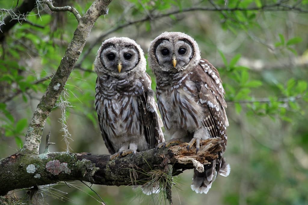 Scenic Drive & Birdwatching
